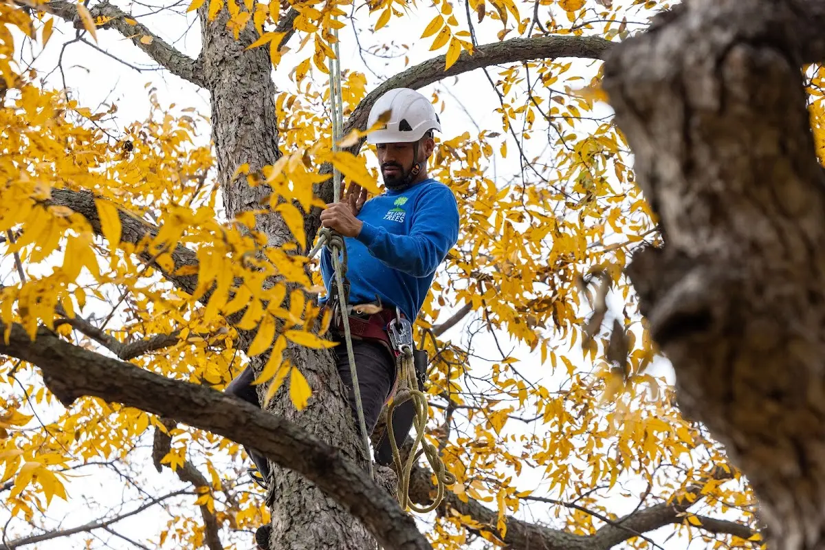 Skilled Tree Pruning crew working in Delta